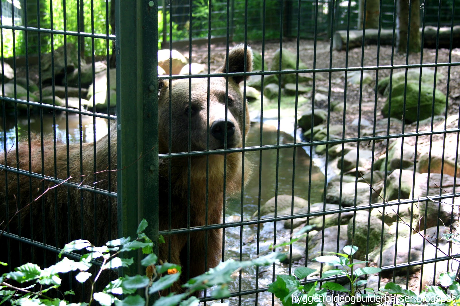Aalborg Zoo rabat big fat bryster Aalborg Zoo rabat big fat bryster